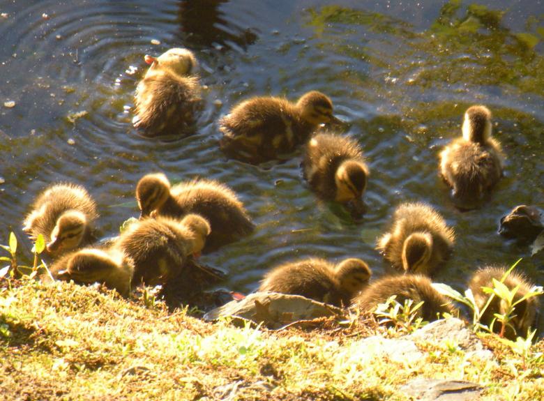 Free stock image of Ducklings created by Vincent alvino
