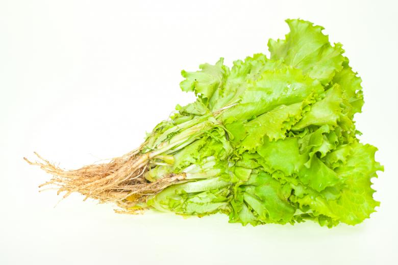 Free stock image of Lettuce leaves created by 2happy