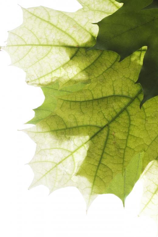 Free stock image of Leaves created by 2happy