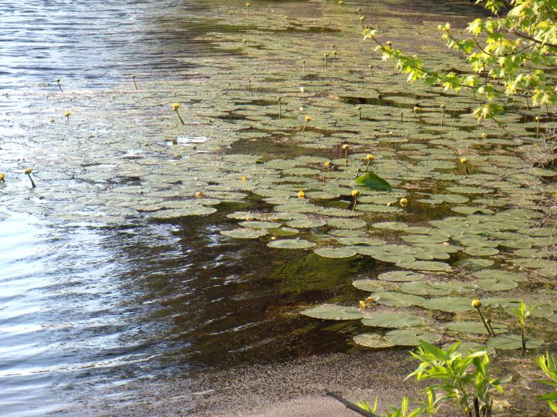 Free stock image of Lily Pads created by Vincent alvino