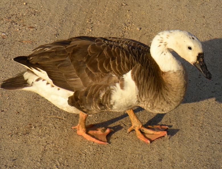 Free stock image of Goose created by Vincent alvino