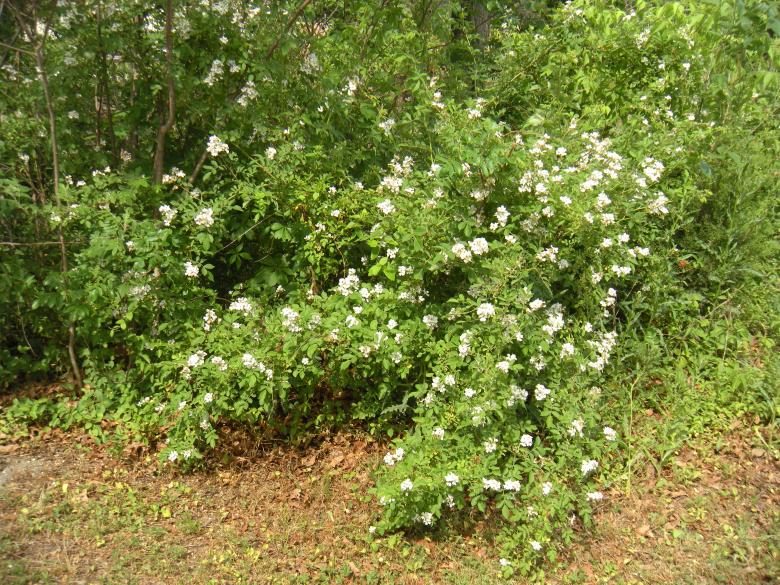 Free stock image of White Flowered Bush created by Vincent alvino
