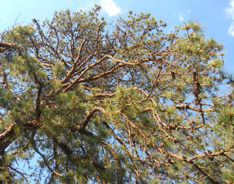 Free stock image of Pine Cones In Tree created by Vincent alvino