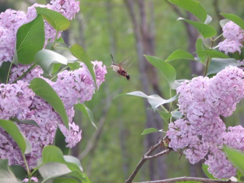 Free stock image of Hummingbird Moth created by Nature Girl