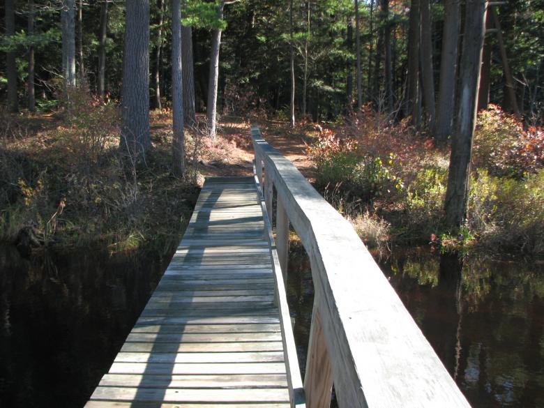 Free stock image of Boardwalk in the woods created by Katharine Sparrow