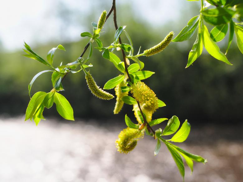 Free stock image of Green leaves created by Mikhail