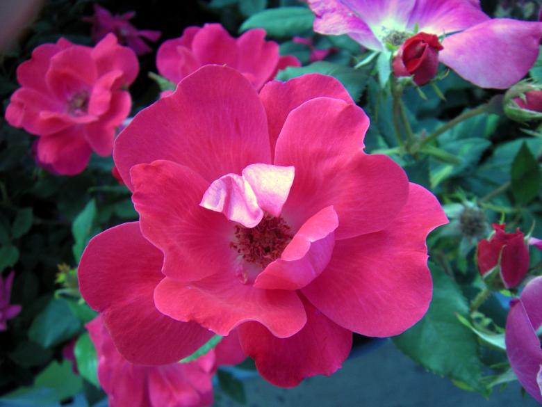 Free stock image of Red Rose created by Vincent alvino