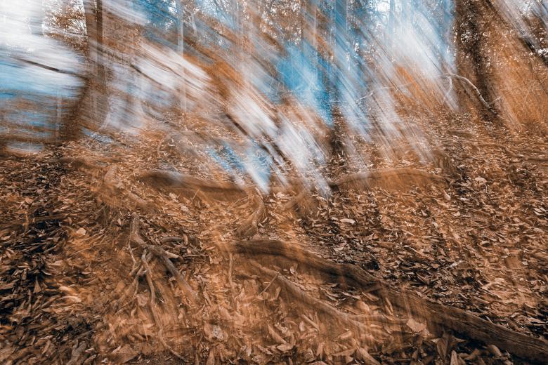 Free stock image of Avalon Phantom Forest created by Nicolas Raymond