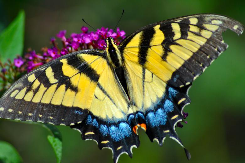 Free stock image of Butterfly created by Donald Johns