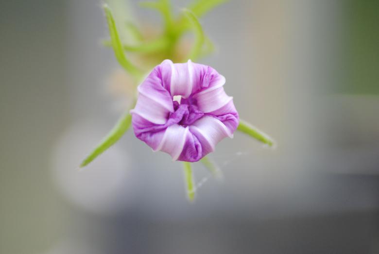 Free stock image of Unique flower created by Donald Johns