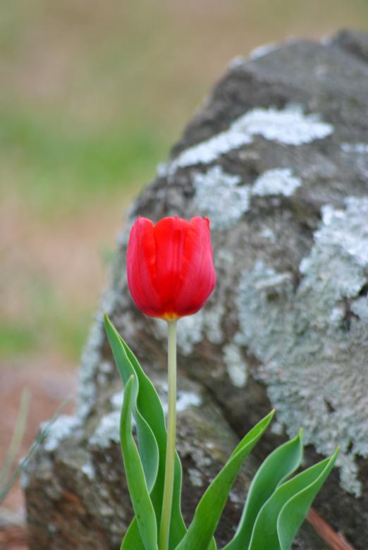 Free stock image of Red tulip created by Donald Johns