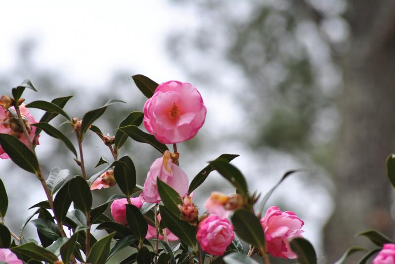 Free stock image of Fresh Flowers created by Donald Johns