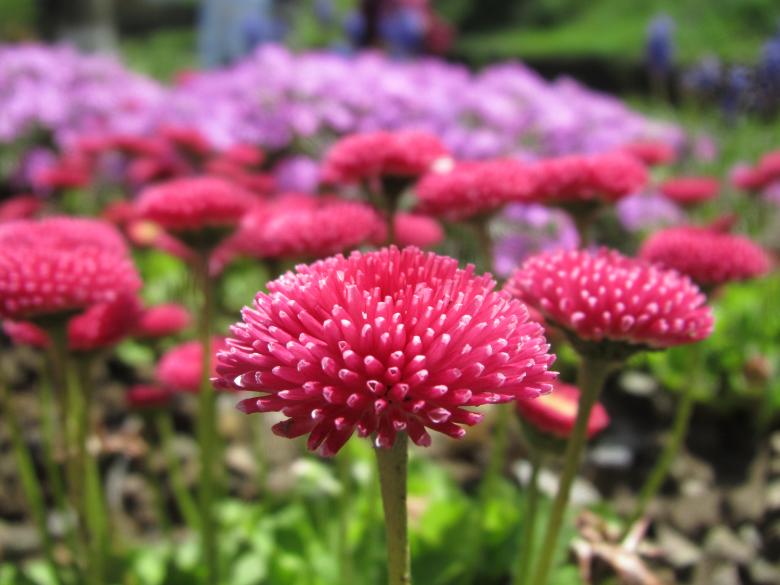 Free stock image of Colourful flowers created by Boris Kyurkchiev