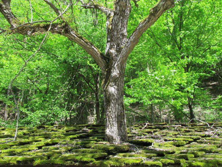 Free stock image of Beautiful spring tree created by Boris Kyurkchiev
