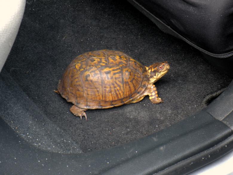 Free stock image of Box Turtle created by Vincent alvino