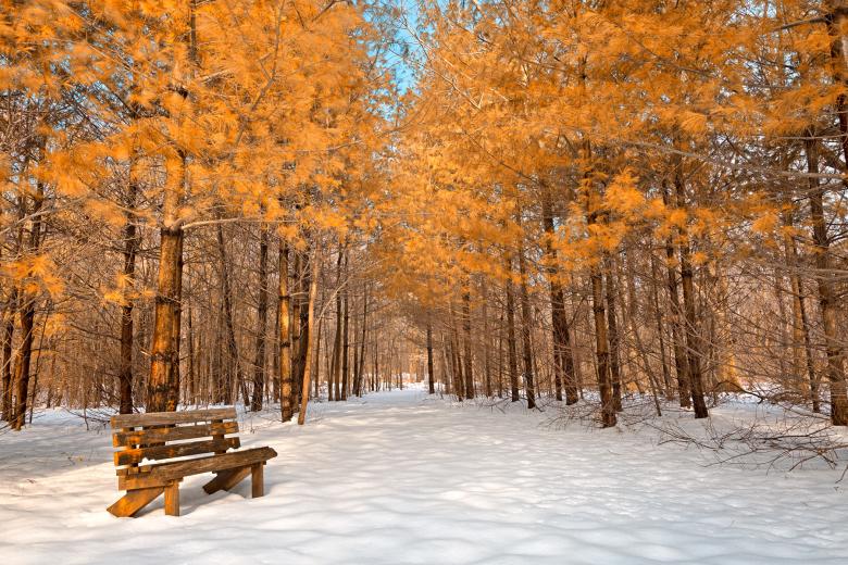 Free stock image of Gold Winter Pine Trail - HDR created by Nicolas Raymond