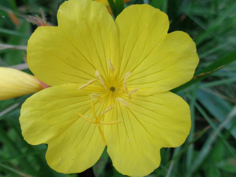 Free stock image of Yellow Primrose created by Debbie White