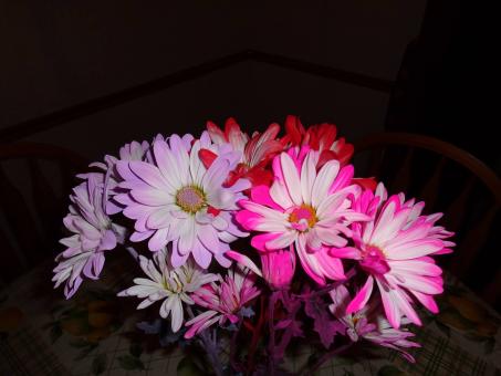 Colorful Daisies - Free Stock Photo