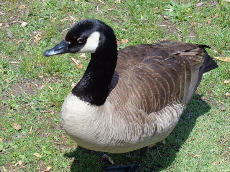 Free stock image of Canadian Goose created by Debbie White
