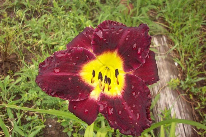 Free stock image of Burgundy Lillie created by Debbie White