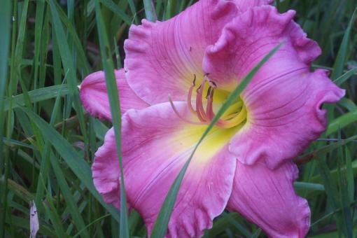 Pink Lillie - Free Stock Photo