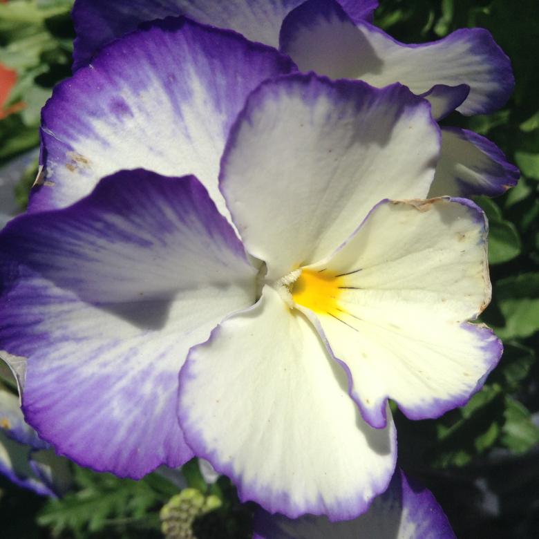 Free stock image of Viola created by Debbie White