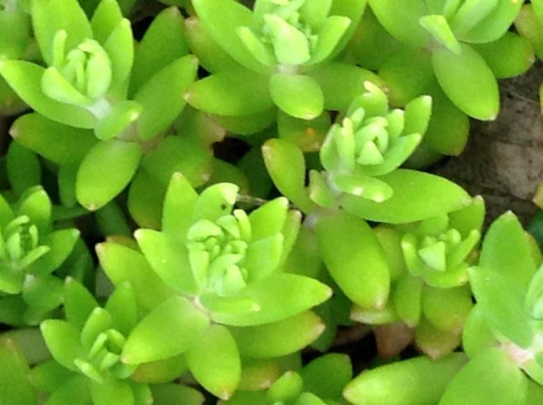 Free stock image of Succulent created by Debbie White