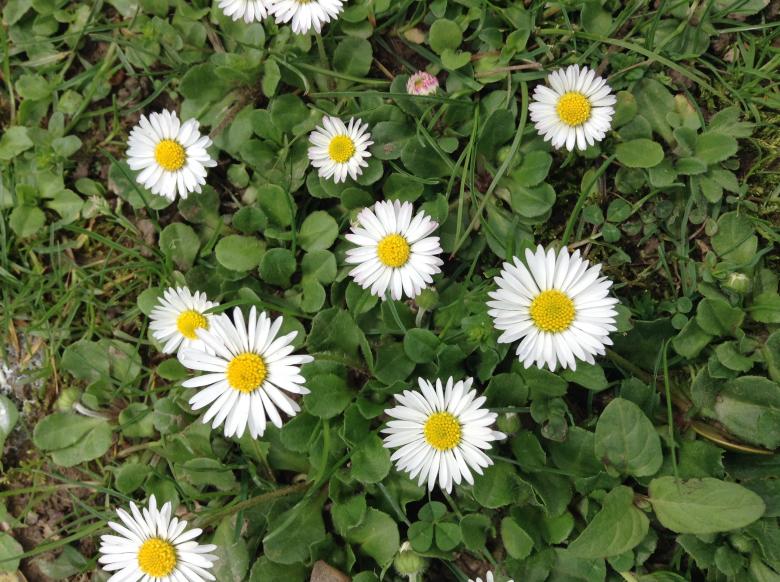Free stock image of Wildflowers created by Debbie White