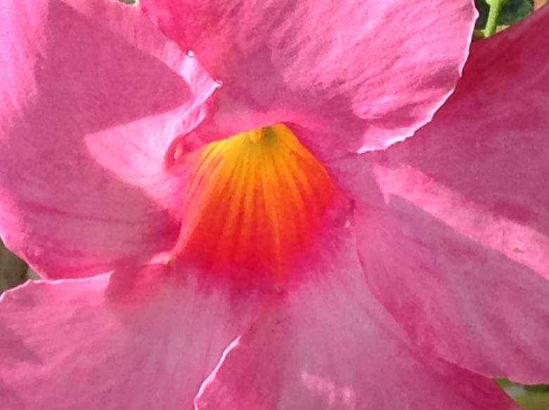 Free stock image of Flower's Center created by Debbie White