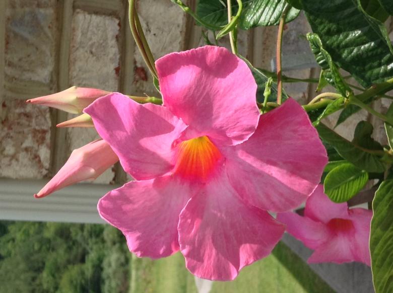 Free stock image of Mandevilla created by Debbie White