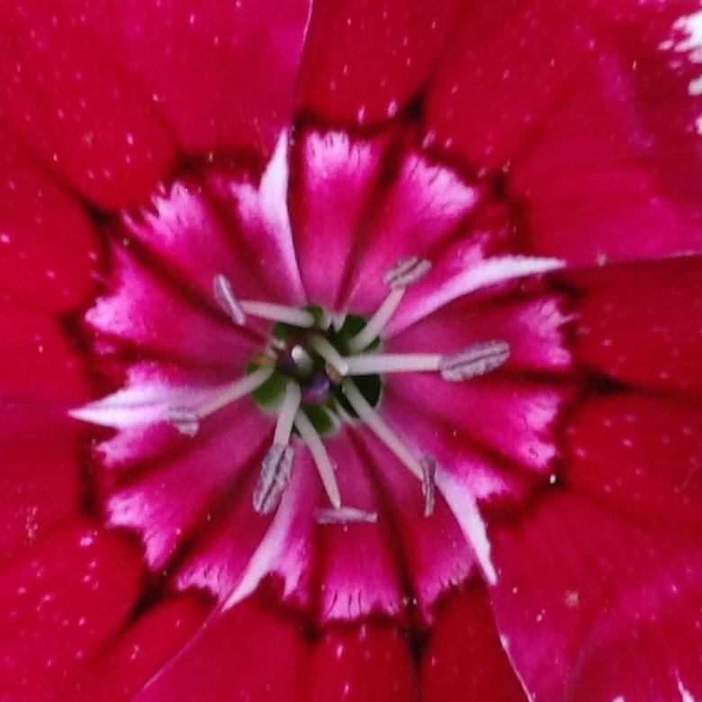 Free stock image of Flower Closeup created by Debbie White