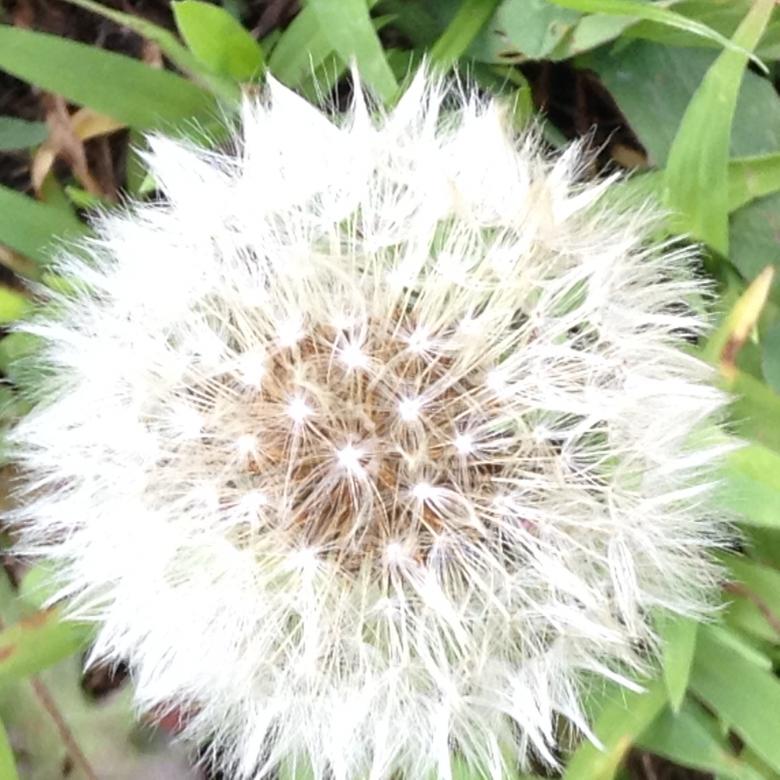 Free stock image of Dandelion created by Debbie White