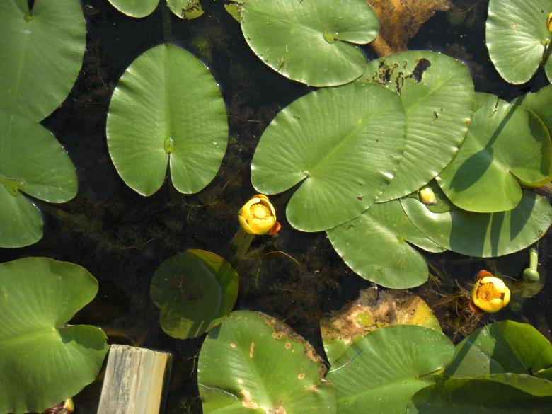 Free stock image of Lily Pads And Flowers created by Vincent alvino