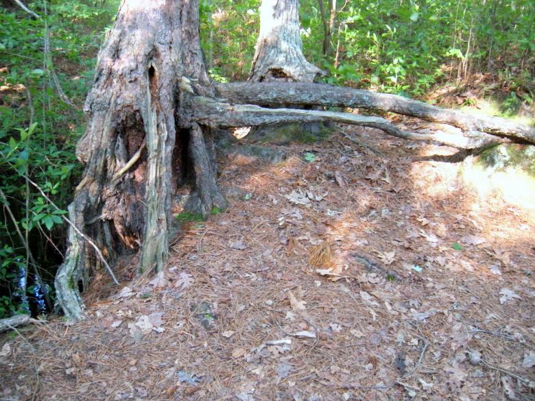 Free stock image of Deformed Tree Stumps created by Vincent alvino