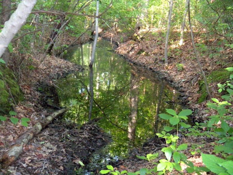 Free stock image of Water In The Forest created by Vincent alvino
