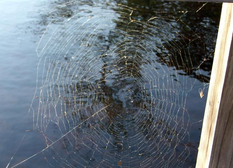Free stock image of Spider Web created by Vincent alvino