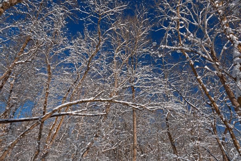 Free stock image of Susquehanna Winter Foliage - HDR created by Nicolas Raymond