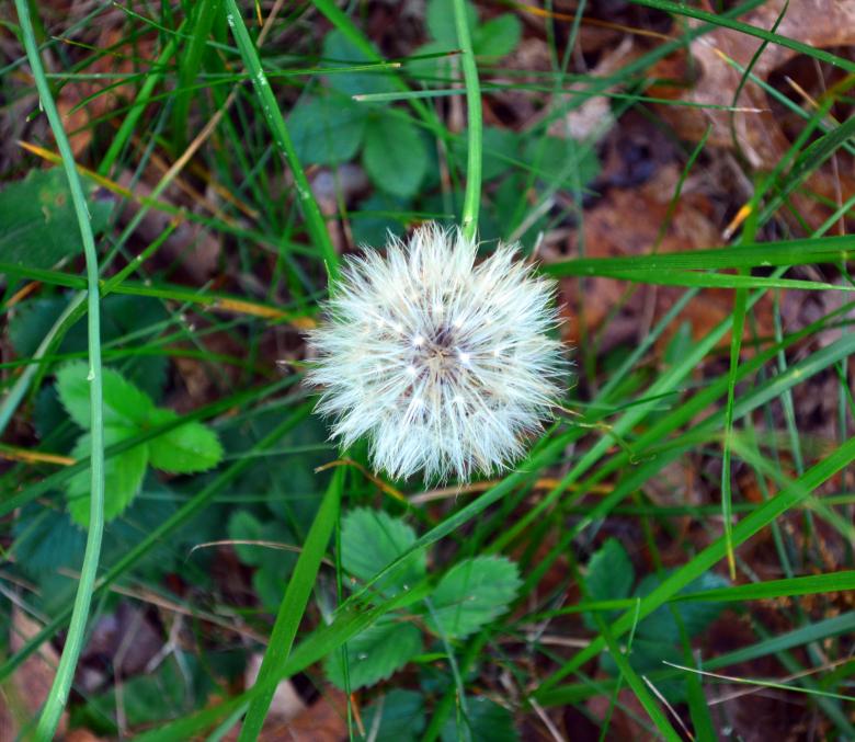 Free stock image of Dandy Lion Flower Seeding created by Vincent alvino
