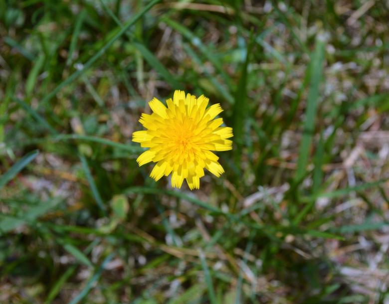 Free stock image of Dandelion Flower created by Vincent alvino