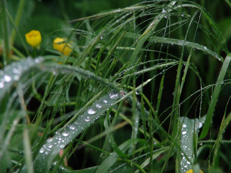 Free stock image of After Rain created by Adnan Syed