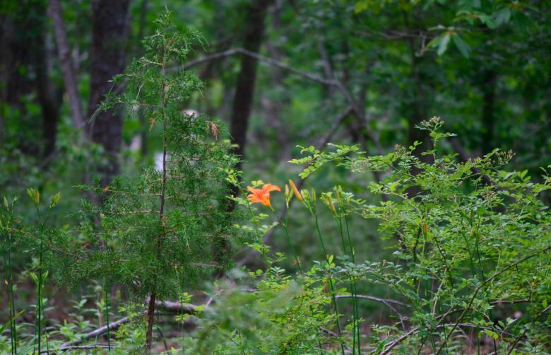 Free stock image of Lone Flower created by Vincent alvino