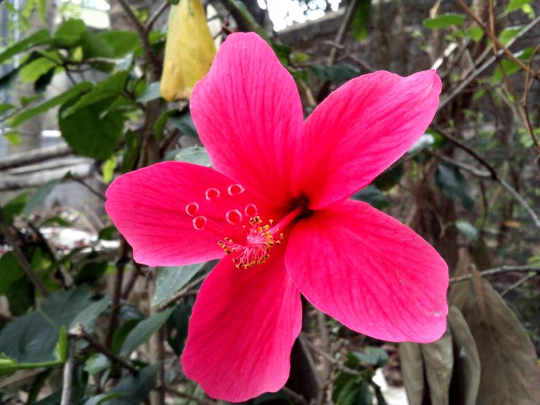 Free stock image of Hibiscus Flower created by Amar Roy