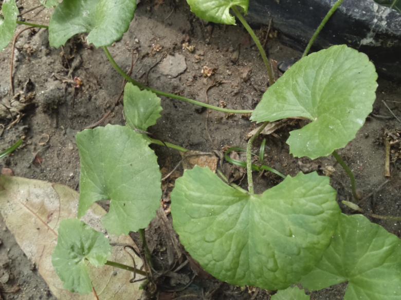 Free stock image of Gotu Kola - Herbal Plant created by Amar Roy