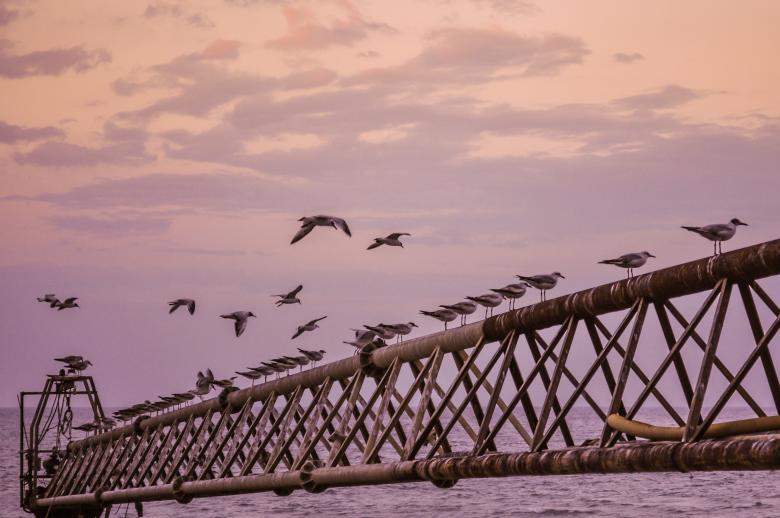 Free stock image of Twilight With Birds created by Adnan Syed