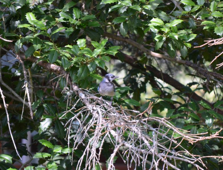 Free stock image of Blue Jay created by Vincent alvino