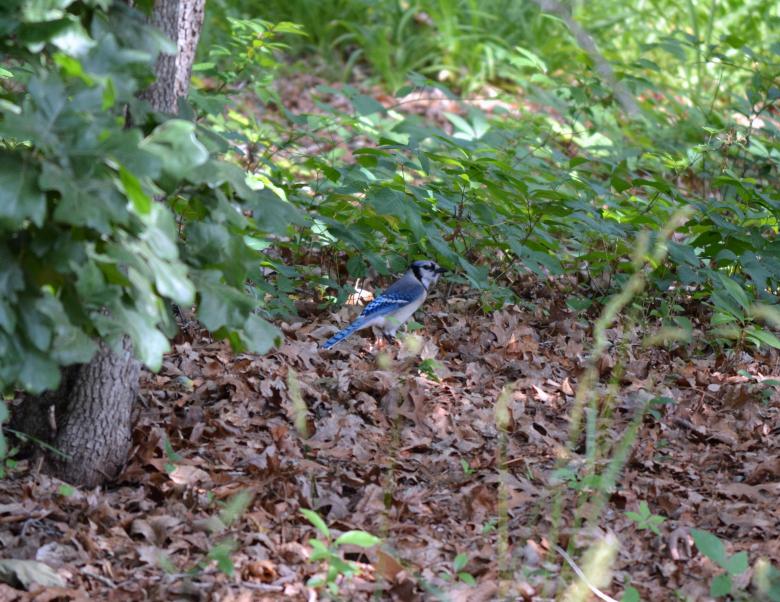 Free stock image of Blue Jay created by Vincent alvino