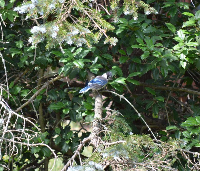 Free stock image of Blue Jay created by Vincent alvino