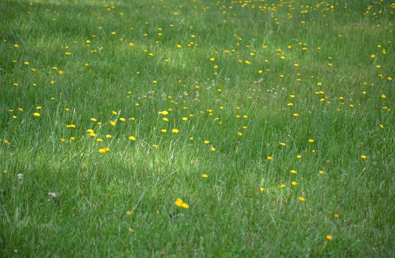 Free stock image of Flowers In Field  created by Vincent alvino