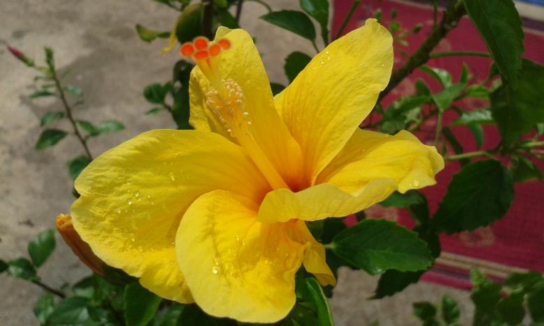 Free stock image of Yellow flower created by taradi avinash