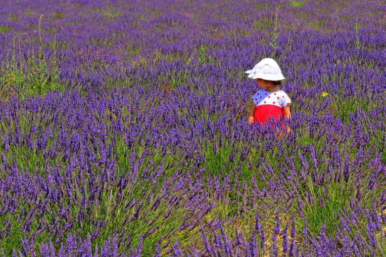 Free stock image of Child in a lavender plantation created by Jack Moreh